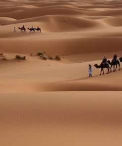 the Dunes of M’Hamid by Camel