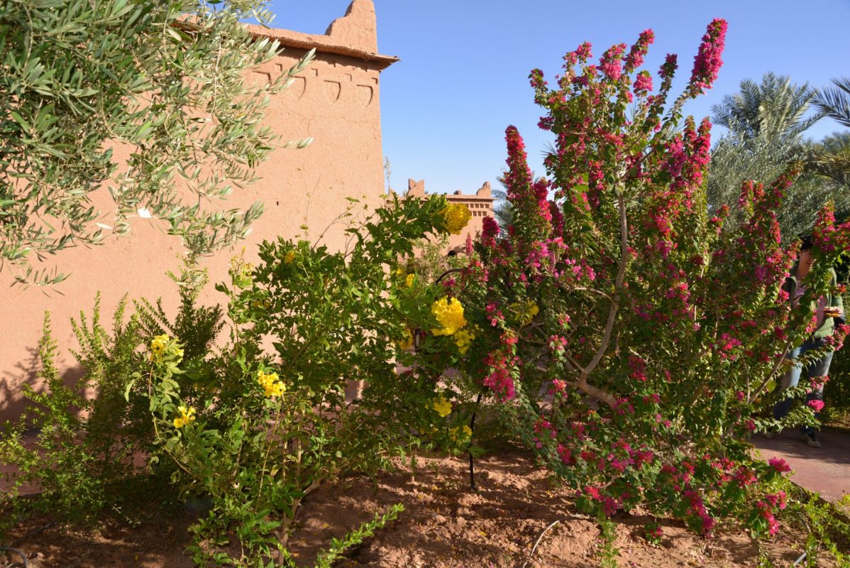 darazawad hotel morocco garden desert